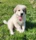 Great Pyrenees Puppies for sale in Kingston, OH 45644, USA. price: $400