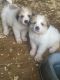 Great Pyrenees Puppies for sale in Mauriceville, TX 77632, USA. price: $350
