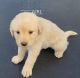 Great Pyrenees Puppies for sale in Texarkana, AR 71854, USA. price: $75