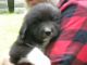 Great Pyrenees Puppies for sale in Hallsville, TX 75650, USA. price: $250