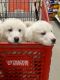 Great Pyrenees Puppies for sale in Muir, MI, USA. price: NA