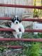 Great Pyrenees Puppies for sale in Marshall, NC 28753, USA. price: NA