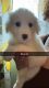 Great Pyrenees Puppies for sale in Springfield, MA, USA. price: $450