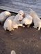 Great Pyrenees Puppies for sale in Gun Barrel City, TX, USA. price: $200