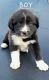 Great Pyrenees Puppies for sale in Texarkana, AR 71854, USA. price: $50