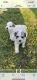 Great Pyrenees Puppies for sale in Efland, NC, USA. price: $275