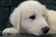 Great Pyrenees Puppies for sale in Ashland, KY, USA. price: $400