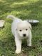 Great Pyrenees Puppies for sale in Willis, TX, USA. price: $250