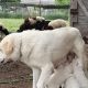 Great Pyrenees Puppies for sale in Alvarado, TX 76009, USA. price: $150