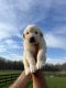 Great Pyrenees Puppies for sale in 3415 Redman Rd, Brockport, NY 14420, USA. price: NA