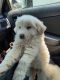 Great Pyrenees Puppies for sale in Bryant, AL 35958, USA. price: NA