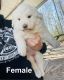 Great Pyrenees Puppies for sale in Church Hill, TN 37642, USA. price: NA