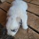 Great Pyrenees Puppies for sale in Newberry, SC 29108, USA. price: NA