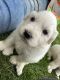 Great Pyrenees Puppies for sale in Orting, WA 98360, USA. price: NA