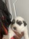 Great Pyrenees Puppies for sale in Nashville, TN, USA. price: $450