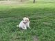 Great Pyrenees Puppies for sale in Wichita, KS, USA. price: NA