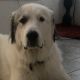 Great Pyrenees Puppies for sale in Orlando, FL, USA. price: $600