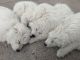 Great Pyrenees Puppies for sale in Laporte, CO, USA. price: $500