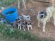 Great Pyrenees Puppies for sale in Anson, TX 79501, USA. price: NA