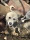 Great Pyrenees Puppies for sale in Garland, TX, USA. price: $50