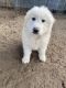 Great Pyrenees Puppies for sale in Madera, CA, USA. price: $500