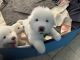 Great Pyrenees Puppies for sale in Bahama, NC 27503, USA. price: NA