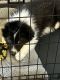 Great Pyrenees Puppies for sale in Wichita Metropolitan Area, KS, USA. price: $400