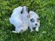 Great Pyrenees Puppies for sale in Mt Croghan, SC 29727, USA. price: $300