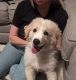 Great Pyrenees Puppies for sale in Dallas-Fort Worth Metropolitan Area, TX, USA. price: $275