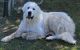 Great Pyrenees Puppies for sale in Lewisville, IN 47352, USA. price: $250