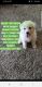 Great Pyrenees Puppies for sale in Scottsville, KY 42164, USA. price: $700