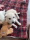 Great Pyrenees Puppies for sale in New Baltimore, MI 48047, USA. price: NA