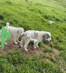 Great Pyrenees Puppies for sale in Riddle, OR 97469, USA. price: $150