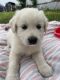 Great Pyrenees Puppies for sale in Springtown, TX 76082, USA. price: $800