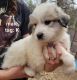 Great Pyrenees Puppies for sale in Irons, MI 49644, USA. price: NA
