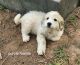 Great Pyrenees Puppies for sale in Oxford, NY 13830, USA. price: NA