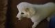 Great Pyrenees Puppies for sale in Rowlett, TX, USA. price: $650