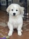 Great Pyrenees Puppies for sale in Taylor, TX, USA. price: $1,000