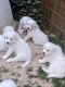 Great Pyrenees Puppies for sale in Pueblo, CO, USA. price: NA