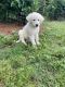 Great Pyrenees Puppies for sale in 1800 FM574, Mullin, TX 76864, USA. price: NA