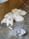 Great Pyrenees Puppies for sale in Brodnax, VA 23920, USA. price: $500