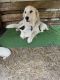 Great Pyrenees Puppies for sale in Gaylesville, AL 35973, USA. price: $350