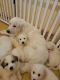 Great Pyrenees Puppies for sale in Southern Precinct, IL, USA. price: NA