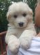 Great Pyrenees Puppies for sale in Bristol, TN, USA. price: $150