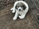 Great Pyrenees Puppies for sale in St Joseph, TN, USA. price: $100