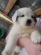 Great Pyrenees Puppies for sale in Newberry, SC 29108, USA. price: NA