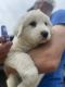 Great Pyrenees Puppies for sale in Midland, MI, USA. price: NA