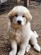 Great Pyrenees Puppies for sale in Crosslake, MN, USA. price: NA