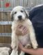 Great Pyrenees Puppies for sale in Statesville, NC 28625, USA. price: $100