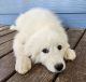 Great Pyrenees Puppies for sale in Gravette, AR, USA. price: $450